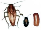 German cockroach