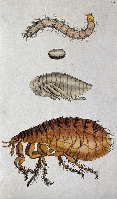 A dog flea