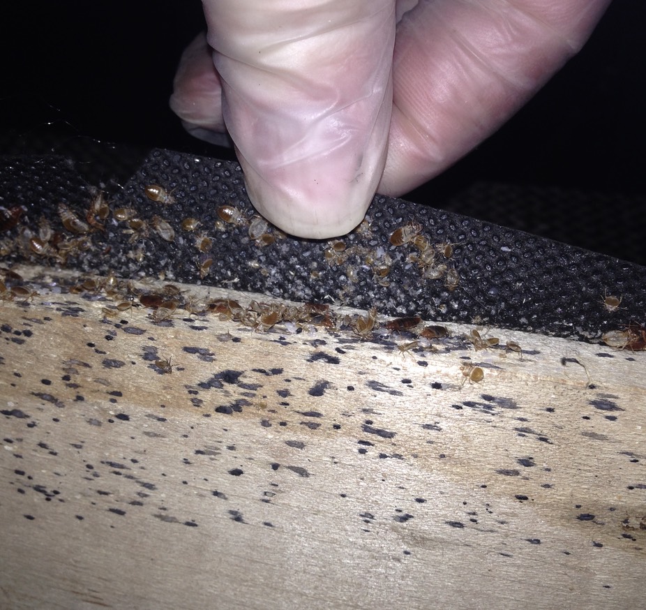 bedbugs1046