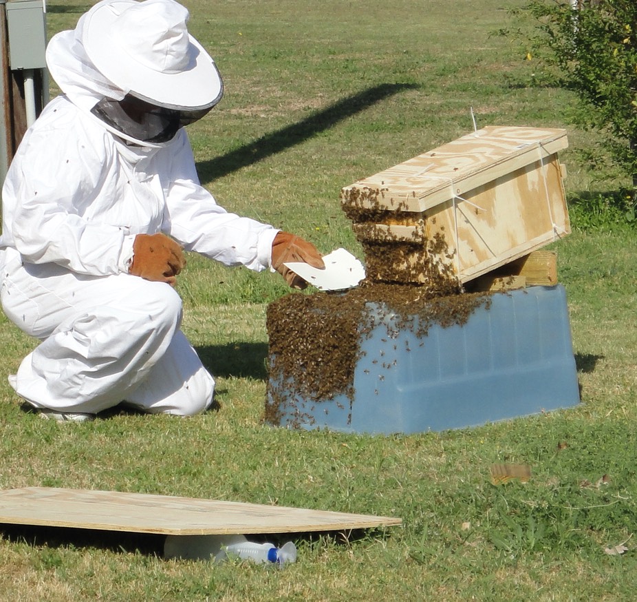 Saving Bees