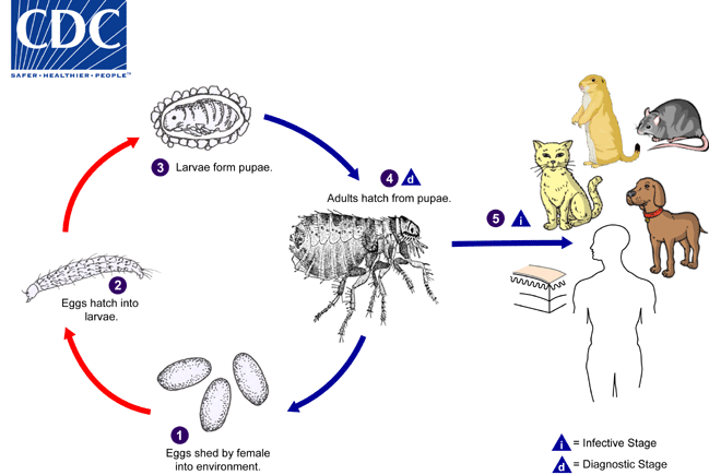 FleasLifeCycle