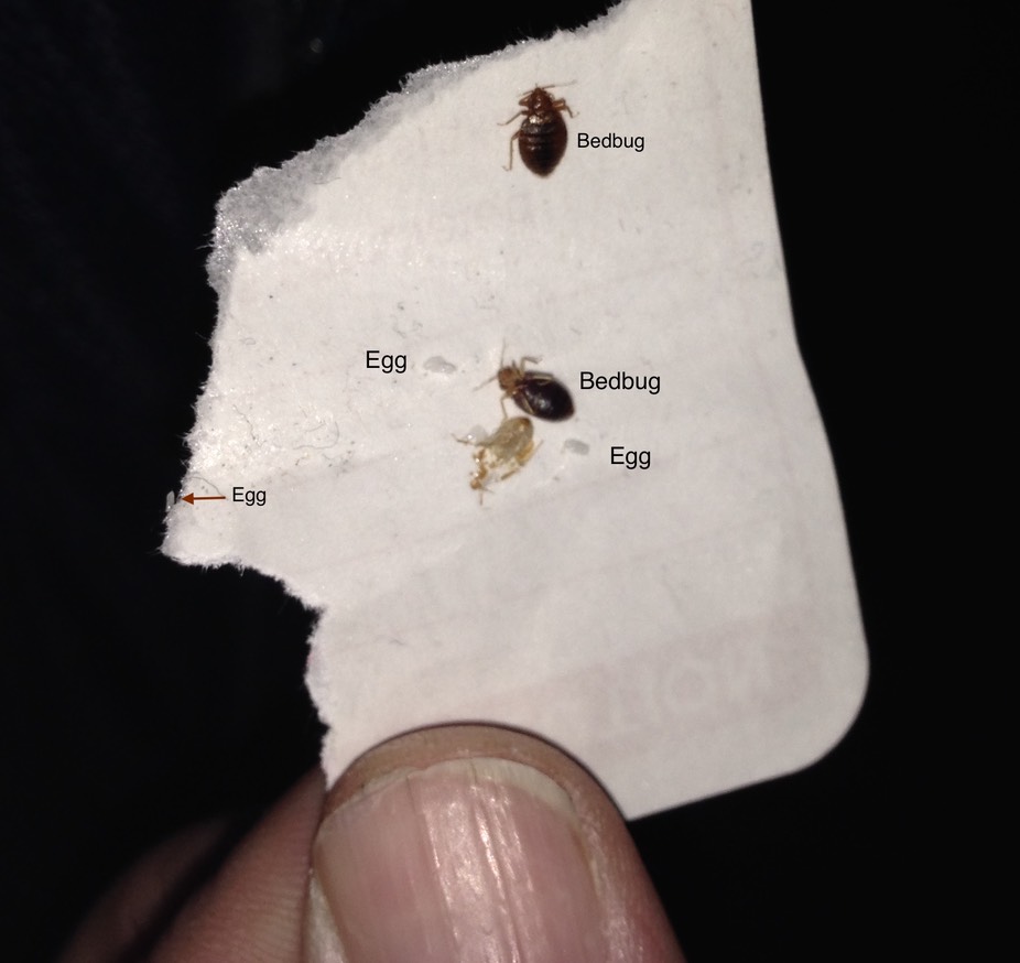 Bed Bug ID