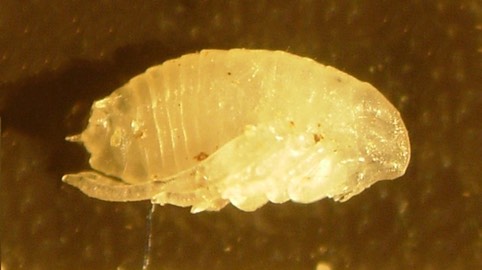 pupa