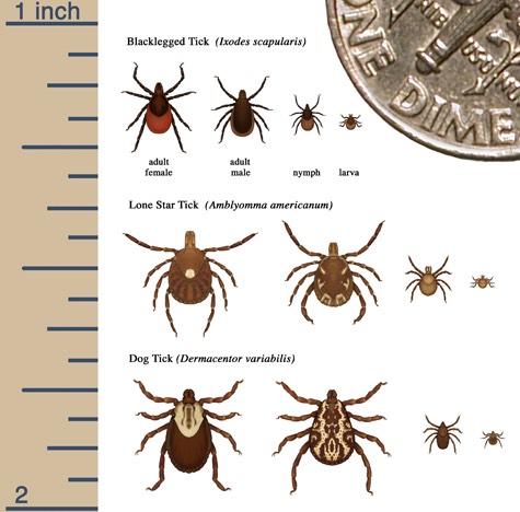 tick sizes